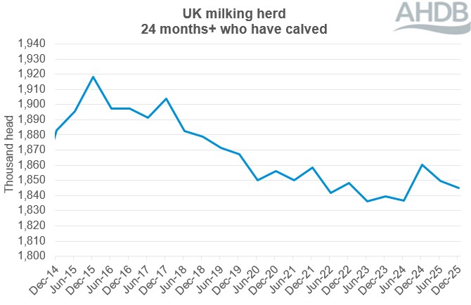 A line graph showing the UK milking herd (cows aged 24 months and over who have calved. 